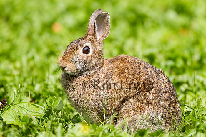Eastern Cottontail © Ron Erwin
