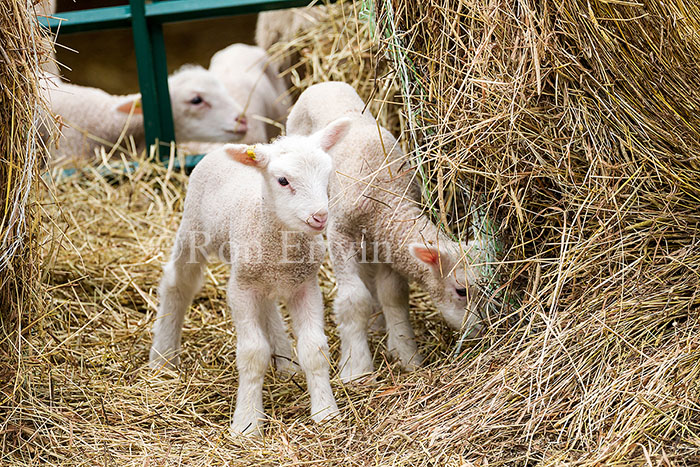 Lambs