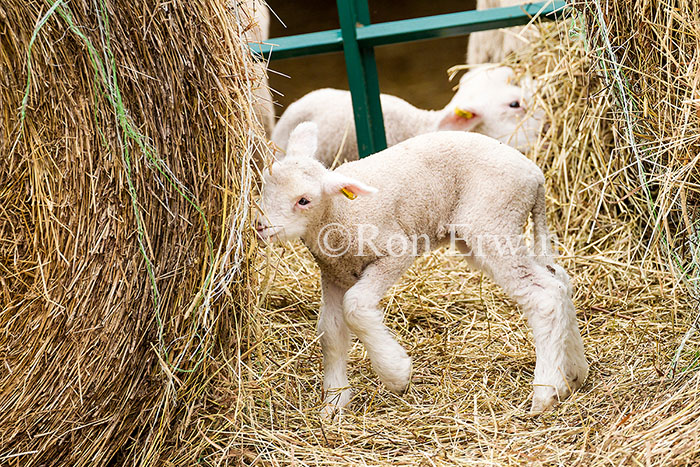 Lambs