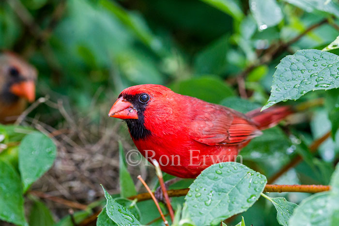 Male Northern Cardinal © Ron Erwin