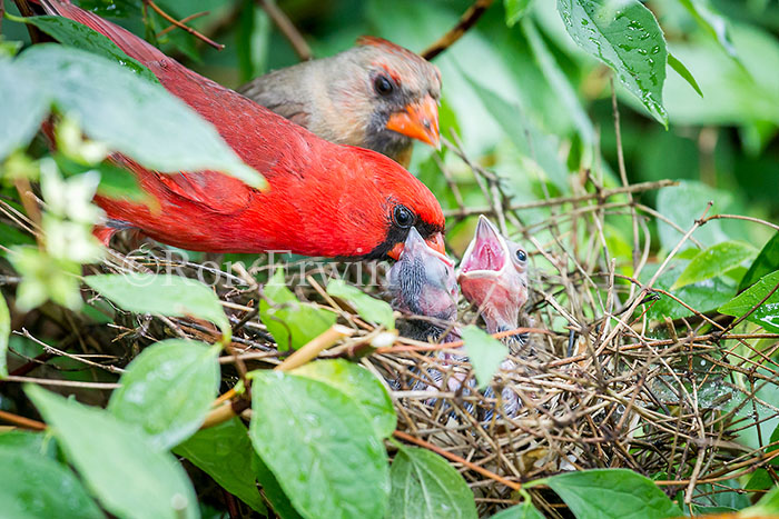 Northern Cardinals at Nest © Ron Erwin