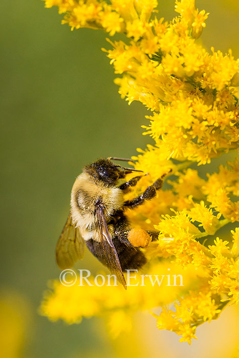 Bumblebee on Goldenrod © Ron Erwin