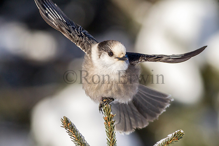 Gray Jay