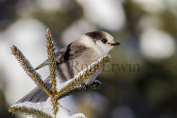 Gray Jay