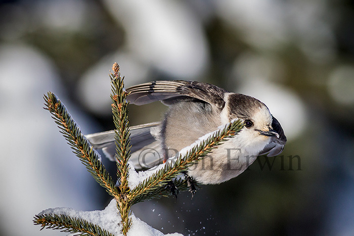 Gray Jay