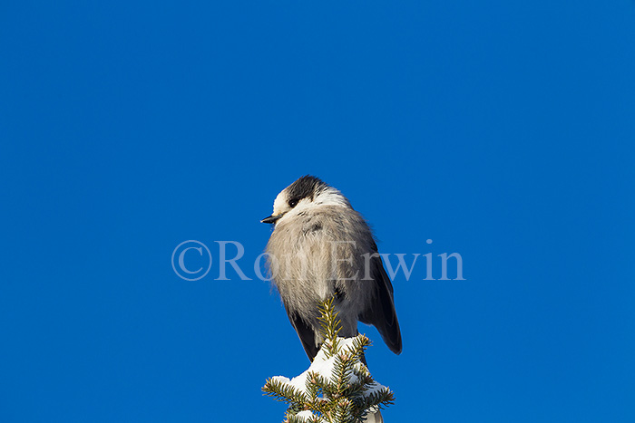 Gray Jay