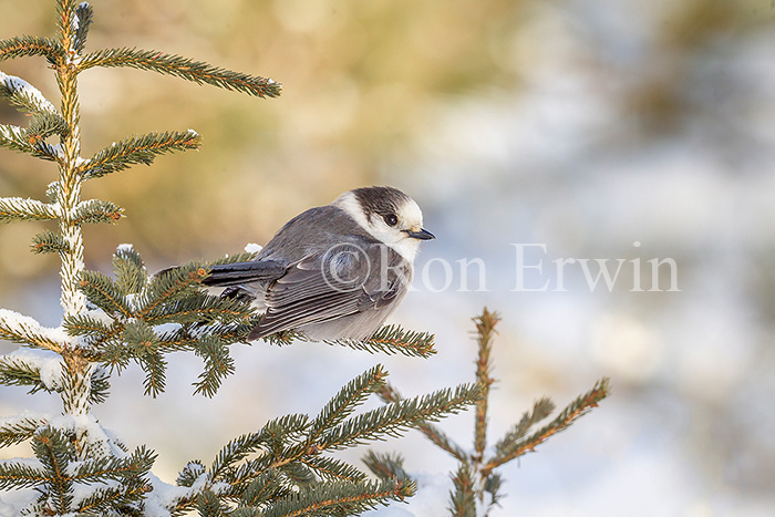 Gray Jay