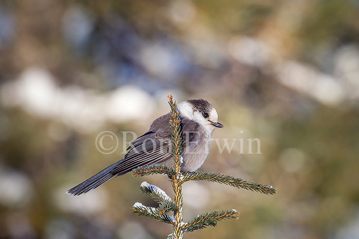 Gray Jay