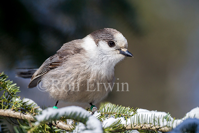 Gray Jay