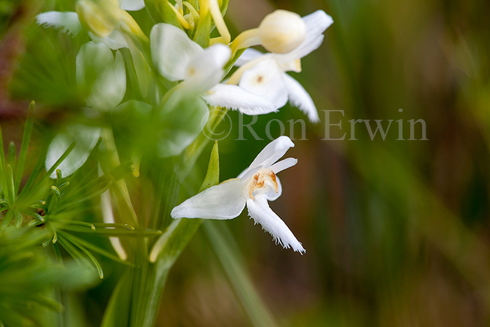 White fringed Orchis