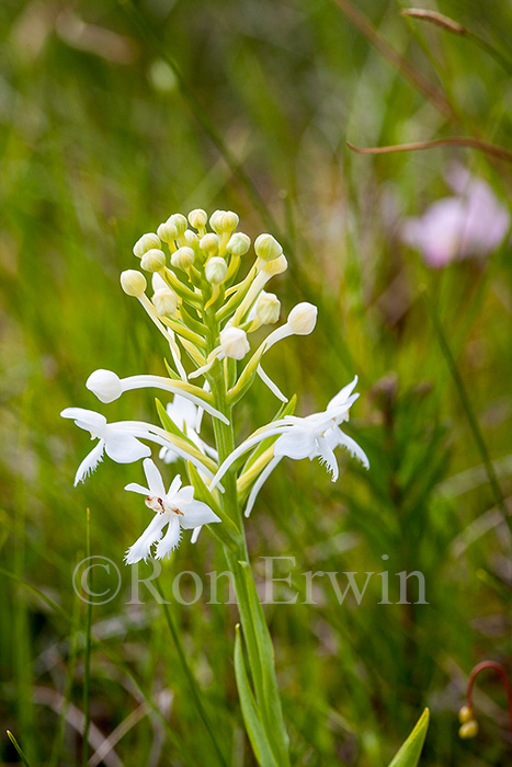 White fringed Orchis