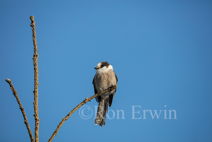 Gray Jay