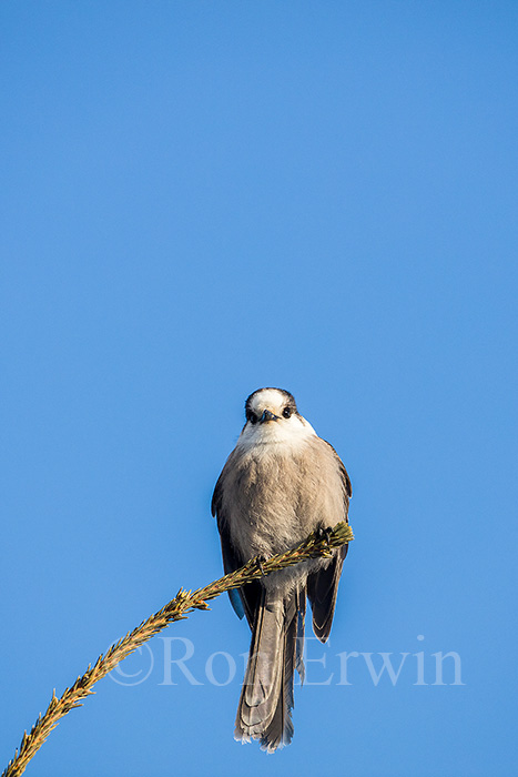 Gray Jay