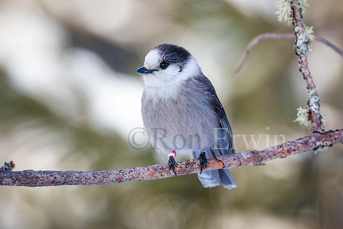 Gray Jay