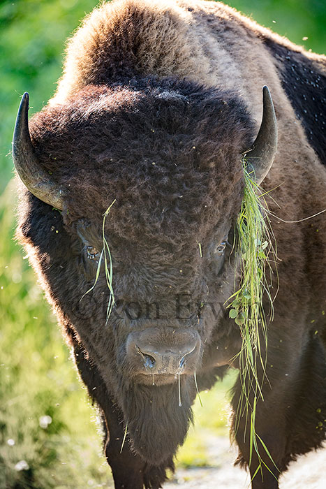 Plains Bison © Ron Erwin