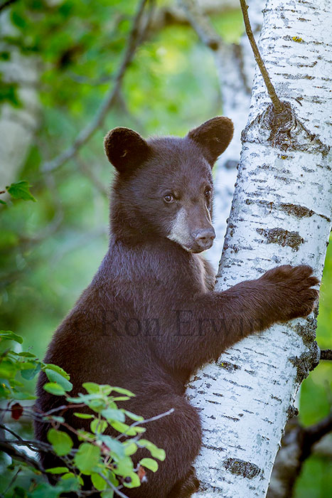 Black Bear Cub in Tree © Ron Erwin