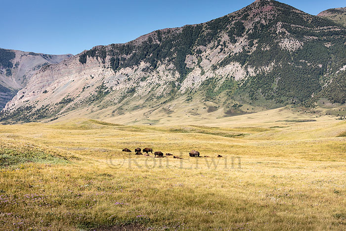 Plains Bison Herd, AB © Ron Erwin