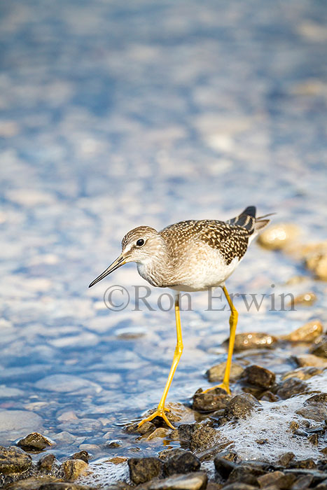 Juvenile Lesser Yellowlegs