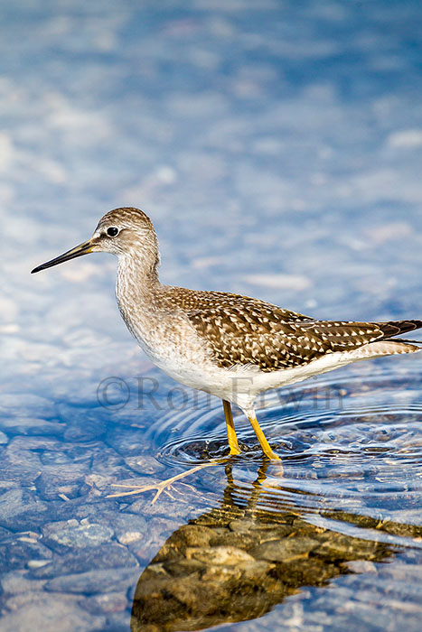 Juvenile Lesser Yellowlegs