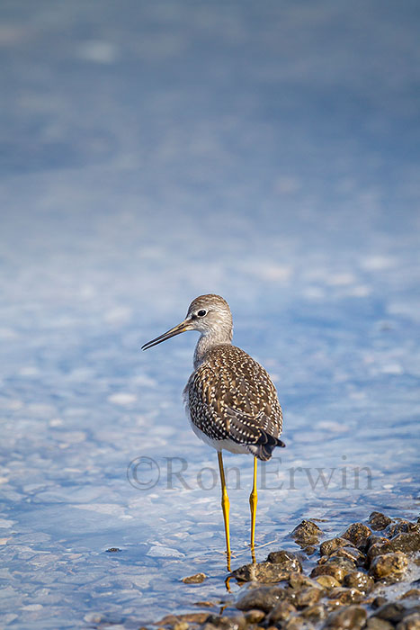 Juvenile Lesser Yellowlegs