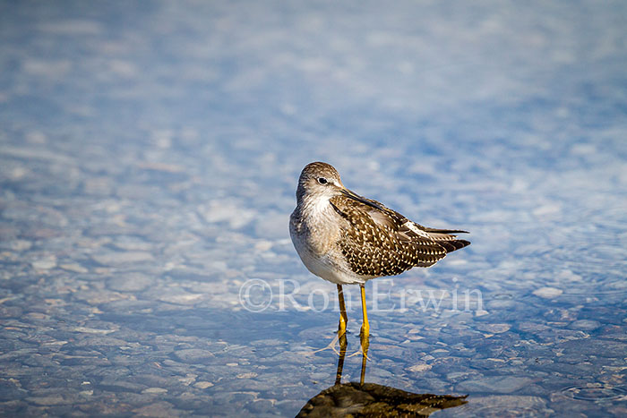 Juvenile Lesser Yellowlegs