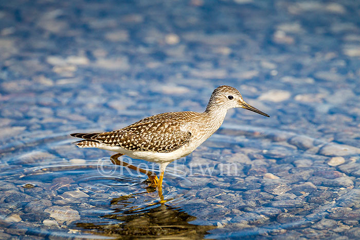 Juvenile Lesser Yellowlegs