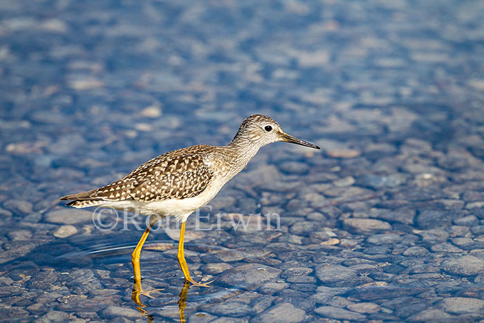 Juvenile Lesser Yellowlegs