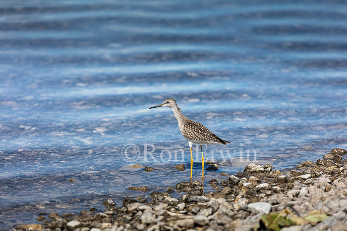 Juvenile Lesser Yellowlegs