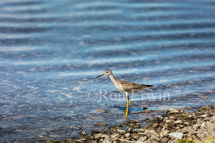 Juvenile Lesser Yellowlegs