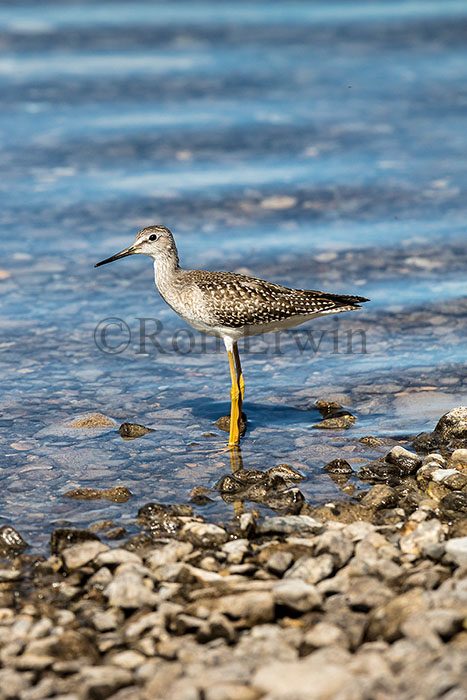 Juvenile Lesser Yellowlegs