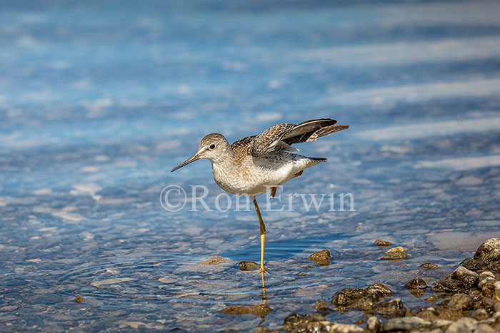 Juvenile Lesser Yellowlegs