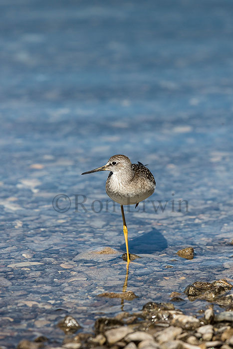 Juvenile Lesser Yellowlegs