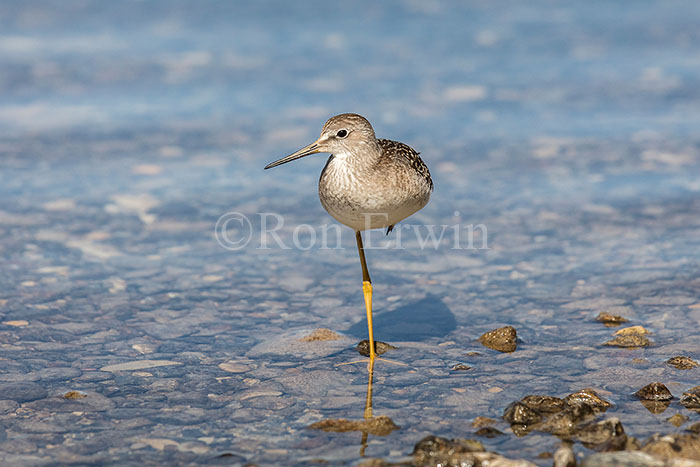 Juvenile Lesser Yellowlegs