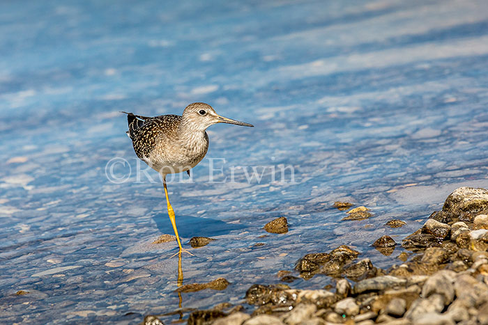 Juvenile Lesser Yellowlegs