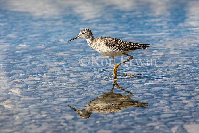 Juvenile Lesser Yellowlegs