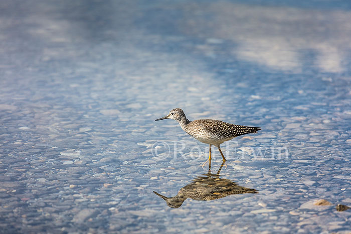 Juvenile Lesser Yellowlegs