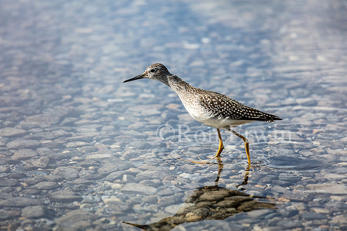 Juvenile Lesser Yellowlegs