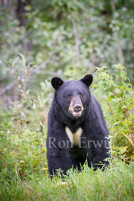 Black Bear © Ron Erwin