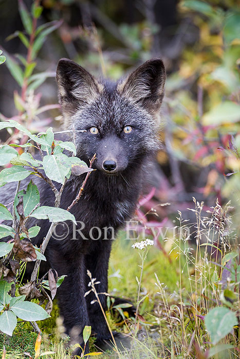 Young Silver Fox (Red Fox) © Ron Erwin