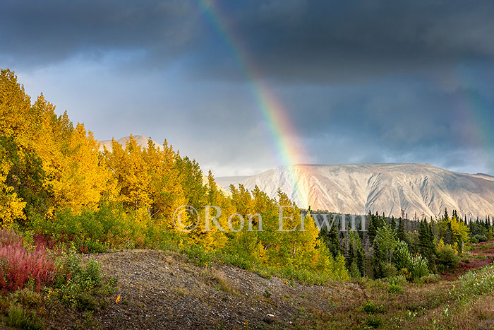 Rainbow in the Yukon