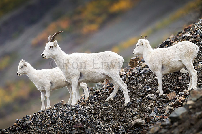 Dall Sheep, Yukon © Ron Erwin
