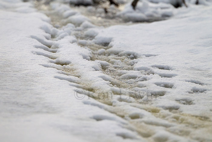 Beaver Tracks in Snow