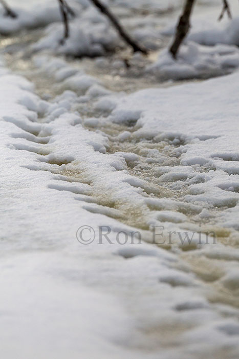 Beaver Tracks in Snow