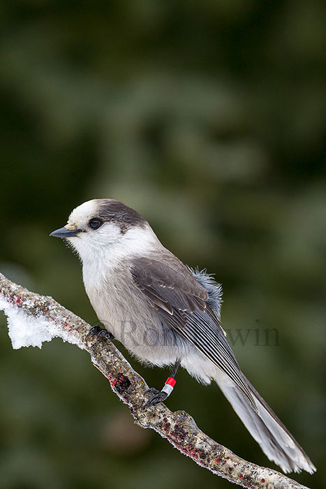 Gray Jay