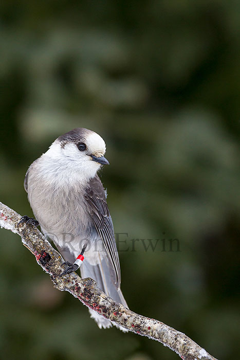 Gray Jay