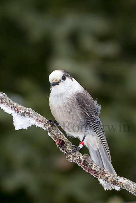 Gray Jay