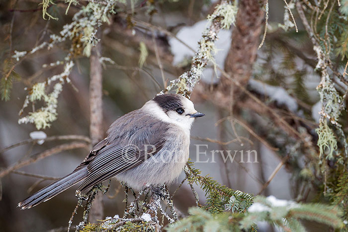 Gray Jay