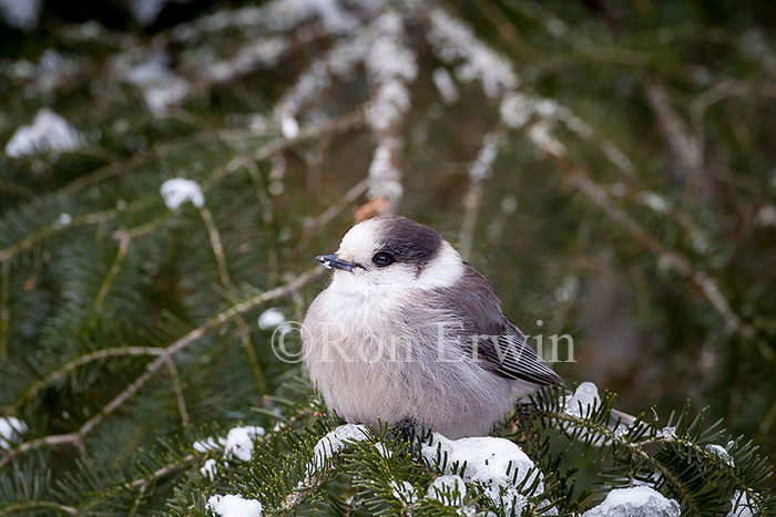 Gray Jay