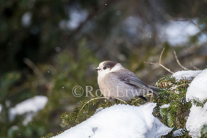 Gray Jay