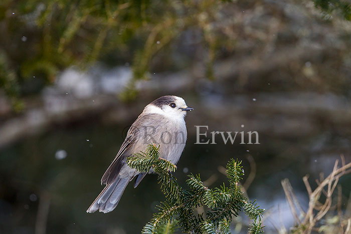 Gray Jay